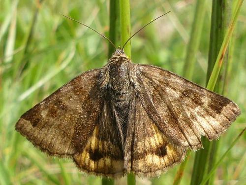 Réf. 216 703 : Euclidia glyphica